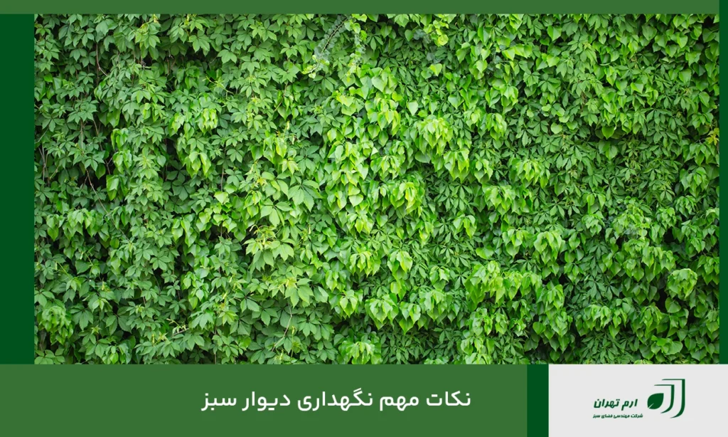 نکات مهم نگهداری دیوار سبز