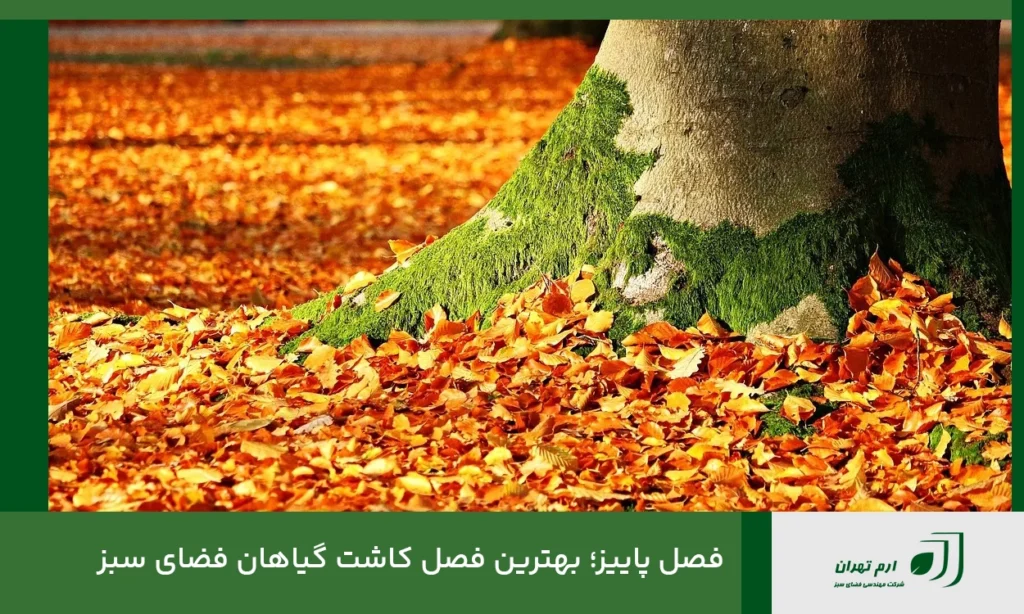 فصل پاییز؛ بهترین فصل کاشت گیاهان فضای سبز