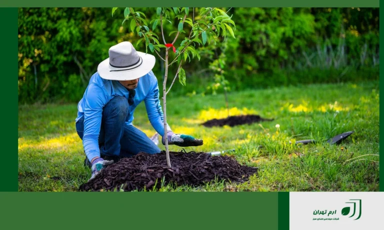 بهترین زمان یا فصل کاشت گیاهان فضای سبز